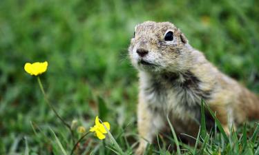 Грызун стал поводом для конфликта: что не так с красноярским проектом