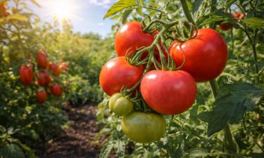 Волгоградский 5/95 завязывает плоды при экстремальной жаре