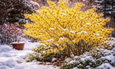 Гамамелис цветёт зимой при отрицательных температурах — ouest-france