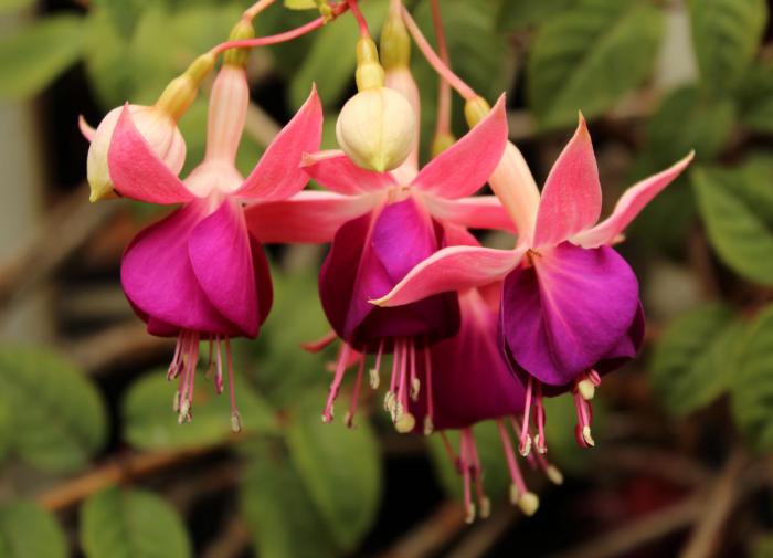 Foods: цветок фуксия царская способен замедлять процессы старения человека