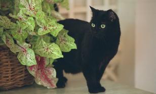 Редкий фильм Гайдая обходился без кошки