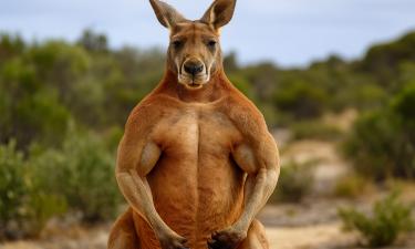 Дикая Австралия отбивается ударами лап: как самые накачанные звери превратили фермеров в посмешище