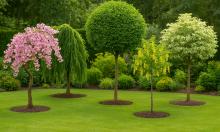 Лох зонтичный формирует плотные заросли и вытесняет растения