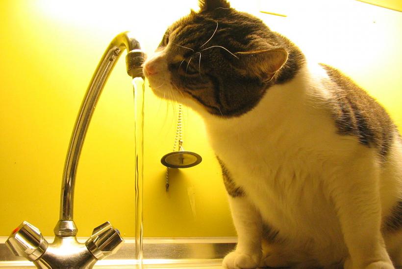 Кошка пьёт водопроводную воду Кошка пьёт водопроводную воду