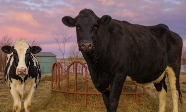 Новая биогазовая система выдаёт 10 кубометров газа с тонны навоза Казанский ГАУ