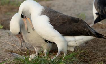 Альбатрос Мудрость снова готовится к гнездованию в 75 лет — The Times of India