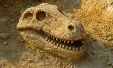 До тираннозавров и крокодилов: череп Эриопса из Техаса показал лицо первого суперхищника Земли