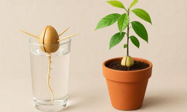 Зелёный питомец из супермаркета: тропическое чудо, растущее из косточки в обычном стакане воды