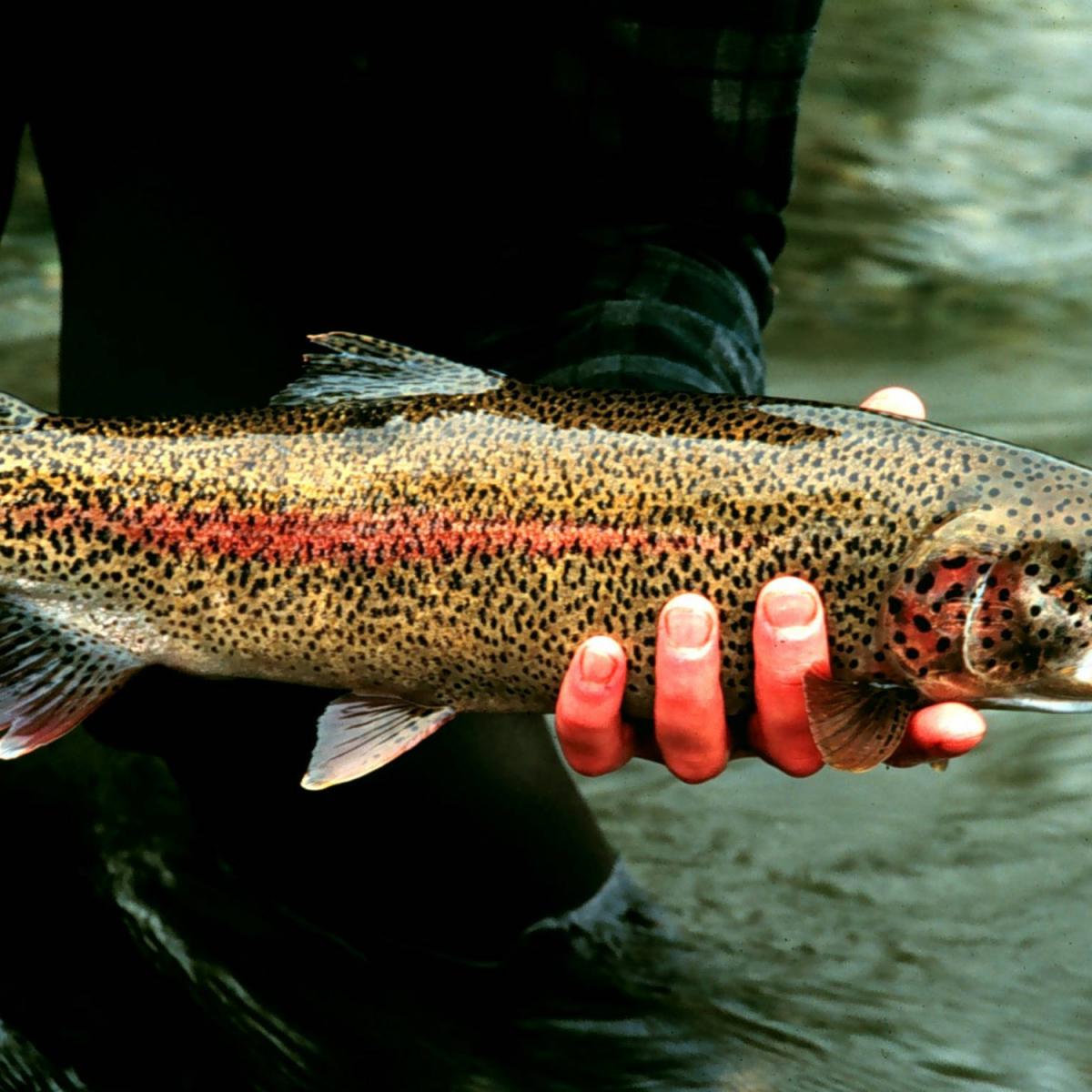 В Индии спустя 85 лет заново открыли рыбу, считавшаяся вымершей
