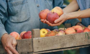 Зимой как с дерева: хитрости, которые сохранят яблоки свежими до марта — не потеряв вкуса и аромата