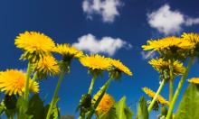 Сорняк под ногами оказался врагом опухолей: метастазы замирают, словно наткнулись на скрытый щит