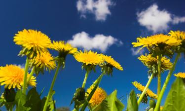 Экстракты одуванчика замедляют рост опухолевых клеток по данным научного обзора