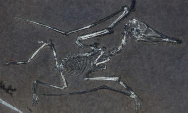 Вихрь когда-то всё решил: последний полёт молодых птерозавров