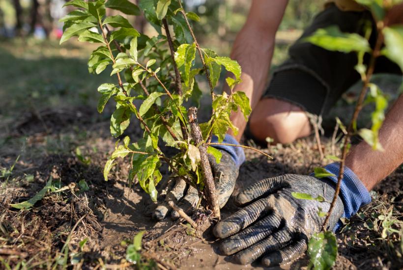 посадка дерева