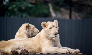 Хабаровский зоопарк даёт бесплатный билет за 5 кг желудей