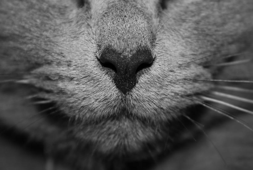 Нос кошки
