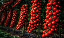 Гибриды томатов F1 дают более высокую урожайность в теплицах