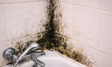 Плесень ест дом медленно и молча: ошибки, из-за которых грибок возвращается