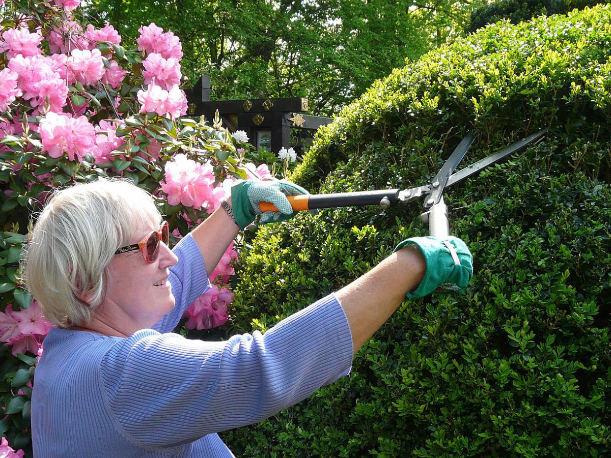 Тревожный шум из стебля: как растения говорят о боли