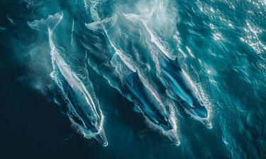 Возвращение дельфинов в Балтийское море зафиксировано у Ленобласти