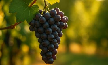 Режешь не то — теряешь год: самая обидная ошибка при обрезке молодого винограда