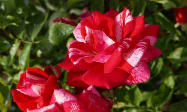 Не определилась с оттенком? Эта роза — тоже: растения, которые сами выбирают цвет лепестков