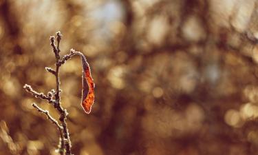 Запущенный сад можно восстановить без замены деревьев