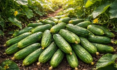 Сорт "Герман F1" устойчив к основным болезням огурцов