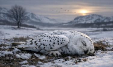 Полярная сова исчезла в Швеции из-за климатических изменений