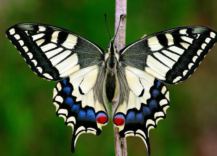 Почему гигантские насекомые исчезли с лица Земли