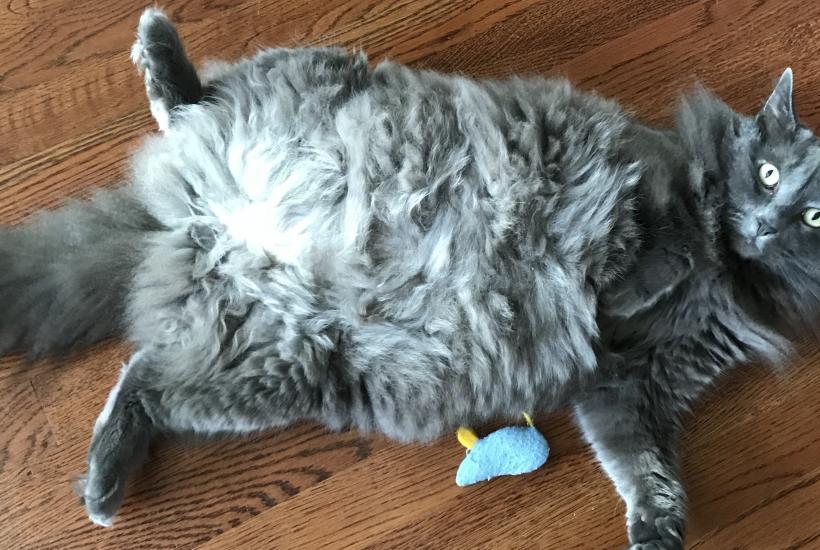 Толстая кошка