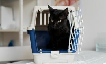 Питомец в переноске, хозяйка с билетом — но именно мяуканье стало самым дорогим звуком поездки