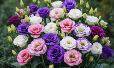 Посев эустомы в январе обеспечивает цветение летом