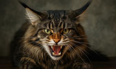 С виду здорова, но внутри всё иначе: чем оборачивается для кошки жизнь без кота и стерилизации