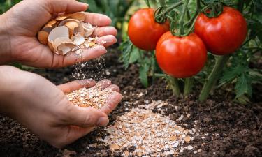 Яичная скорлупа повышает урожайность томатов