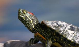 8 детей скончались после того, как съели мясо морских черепах