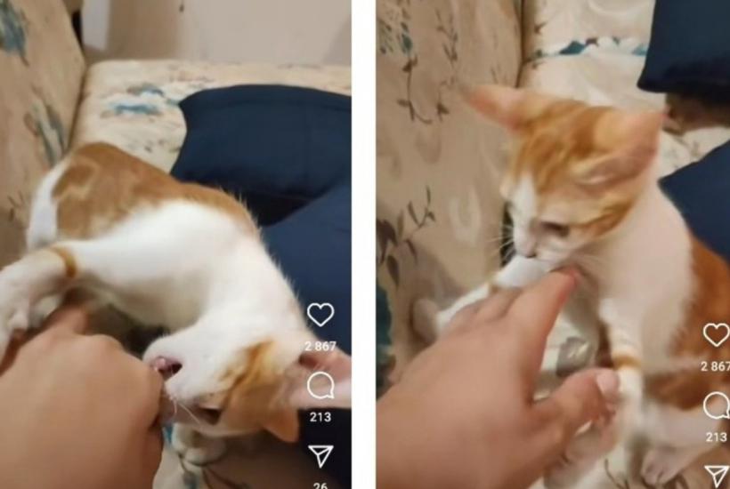 Котёнок Персик Котёнок Персик