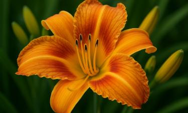 Лилейник растёт десятилетиями без ухода и ежегодно цветёт