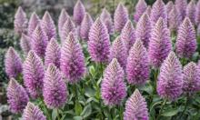 Лисий хвостик, который делает клумбу хитрой: это растение переживает лето без жалоб