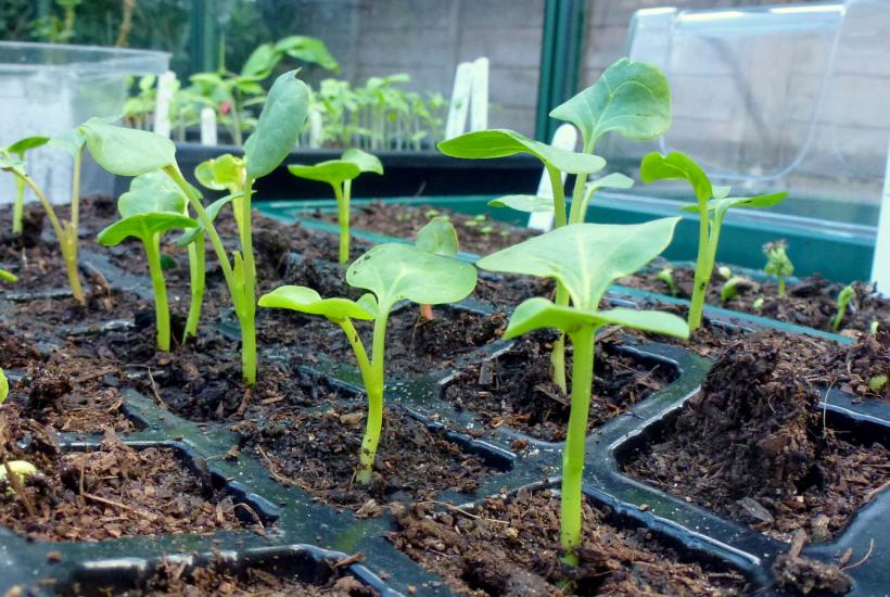 Seedlings, 2019 - geograph.org.uk - 6058881