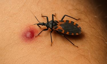 Тропический поцелуй смерти: один укус — и сердце может остановиться. Опасная болезнь без симптомов