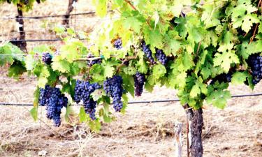 Они невидимы, но беспощадны: вредители, из-за которых лоза сохнет за неделю