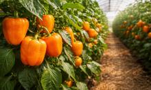 Семена, из-за которых грядки вспыхнут огнём: оранжевые перцы 2026 года поражают формами и урожайностью