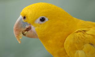 У попугаев обнаружены территориальные диалекты