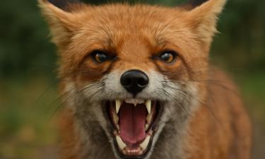 В Ижевск на грани эпидемии: что делать, чтобы защитить домашних питомцев от бешенства