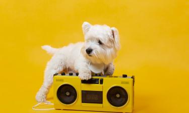 Тонкий слух заставляет собак подпевать высоким звукам