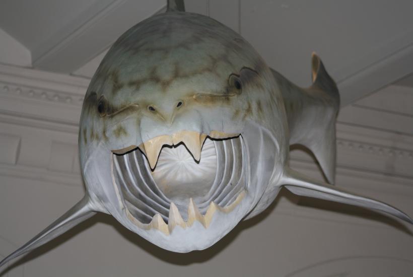 Dunkleosteus model AMNH
