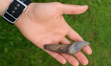 Забытые гиганты: в Курской области нашли зуб чудовища, что когда-то властвовало в океане