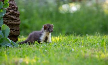 Каменная куница проникает в курятники через щель 5 см