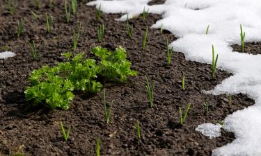 Осенние посевы, дают самый ранний весенний урожай